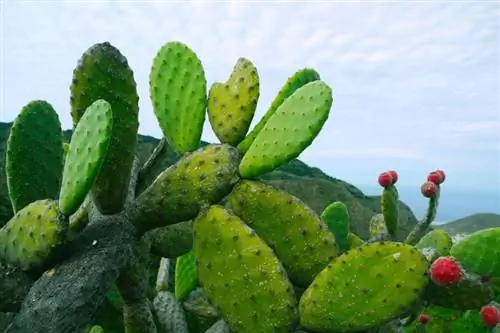 Nopal en un campo