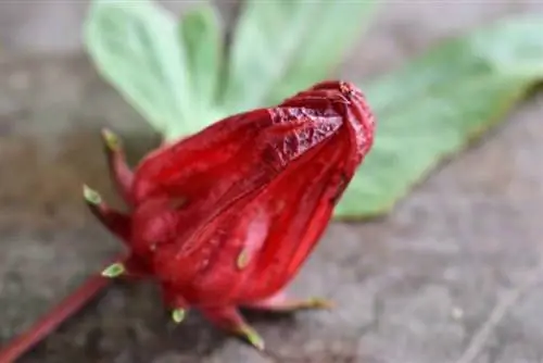 kembang sepatu rosella