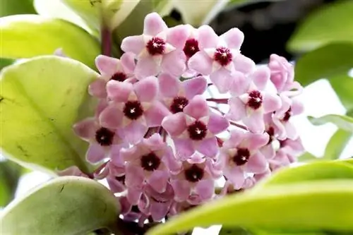 Hoya-planten