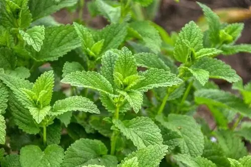 daun ramuan lemon balm