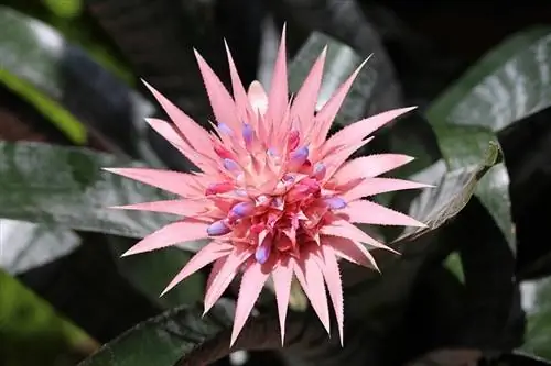 Bromelia's