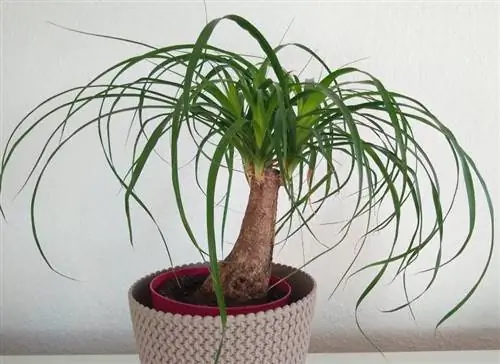 Ponytail Palm