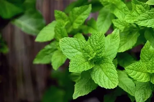 cerca de una planta de menta