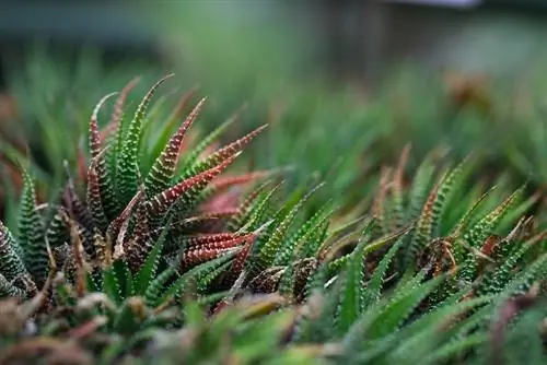 haworthia-planten