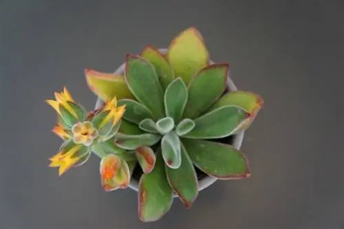 Succulents Echeveria dalam vas kecil