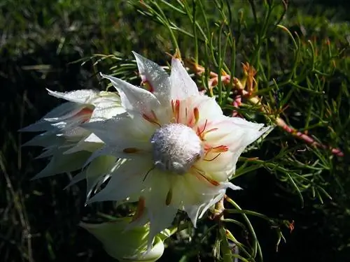 Serruria florida memerah pengantin