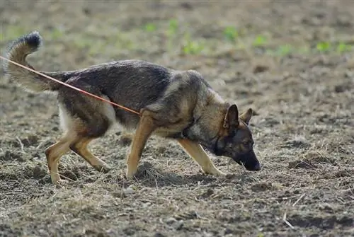 Duitse herder aan 'n leiband wat die grond snuif