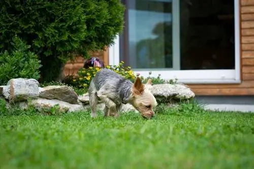 Piccolo cane che fiuta