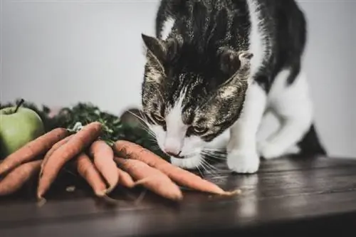 Katzen schnüffeln an Karotten