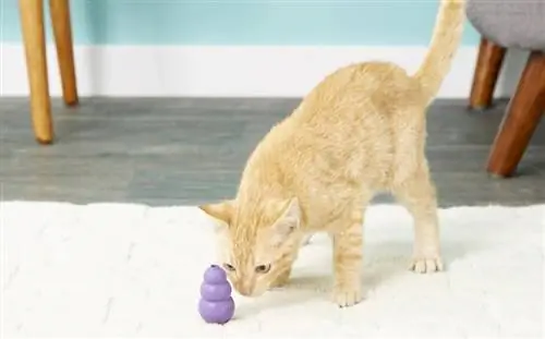 kucing bermain dengan KONG Kitty Cat Toy