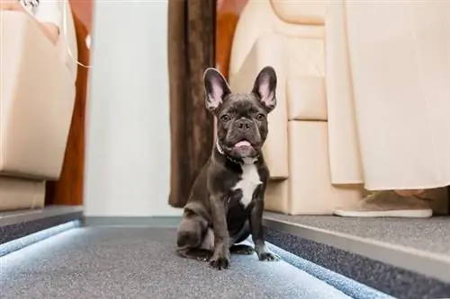 french bulldog na nakaupo sa eroplano