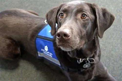 chokolade labrador retriever servicehund liggende på gulvet