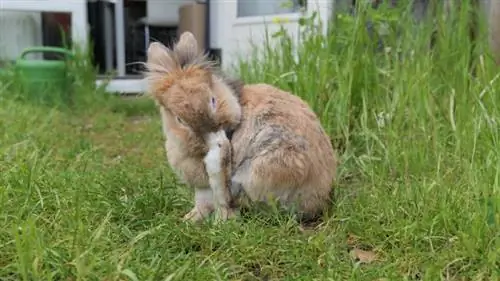 Brown lion head bunny rabbit naghuhugas at nag-aayos ng sarili sa damuhan sa hardin