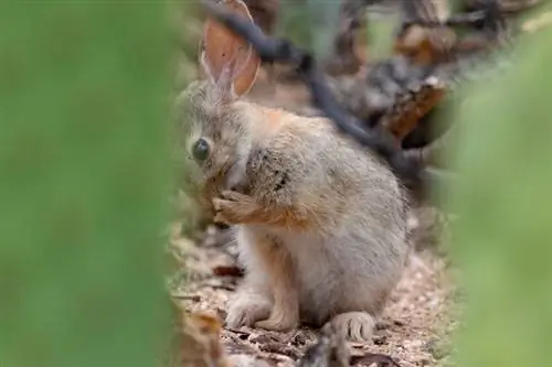 baby Desert Cottontail Rabbit trekker en Prickly Pear-torn ut av forpoten