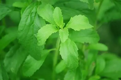 tanaman stevia