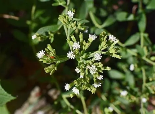 stevia нахиа ойртож байна