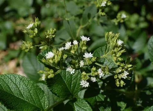 I gatti possono mangiare la stevia? Salute & Guida alla sicurezza