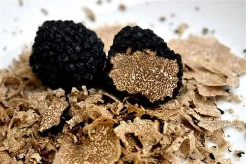 maydalangan qo'ziqorinli truffle