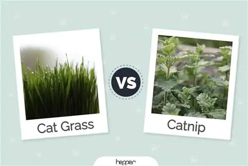 Cat Grass vs Catnip: Differences & მიმოხილვა