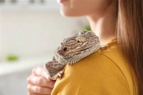 Femme tenant un lézard barbu à l'intérieur