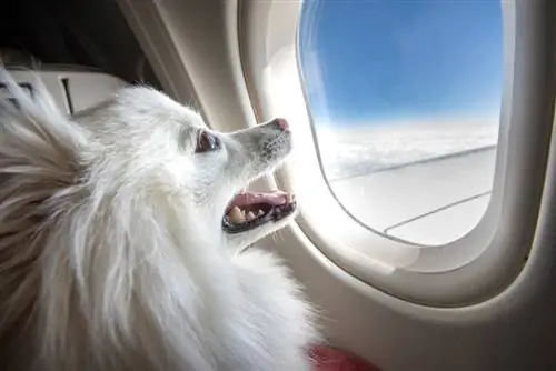 Süßer Hund auf dem Fensterplatz des Flugzeugs