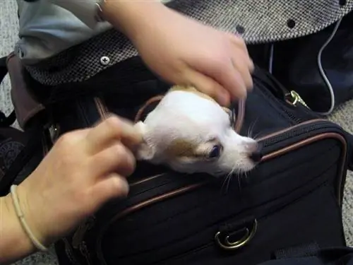 Hund im Flugzeugträger