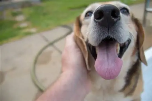 L'alito del mio cane ha un odore metallico, dovrei preoccuparmi? Fatti approvati dal veterinario