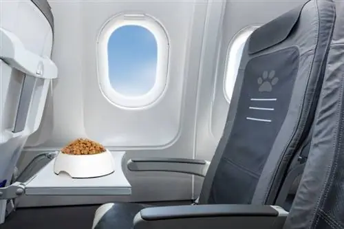 Kann ich Hundefutter im Flugzeug mitnehmen? Ein umfassender Leitfaden