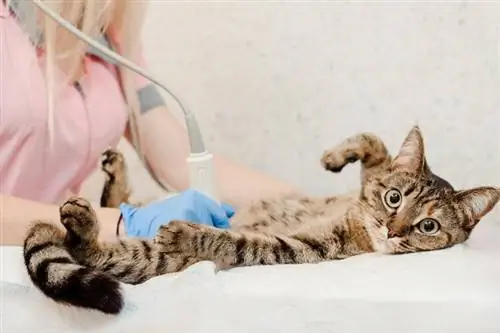 ultrasound kucing