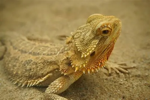 Seberapa Sering Bearded Dragon Buang Kotoran? Fakta yang Ditinjau Dokter Hewan & FAQ