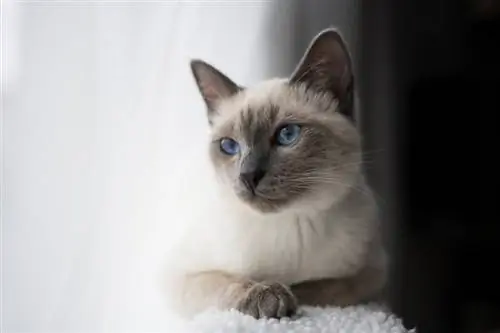 blue point siamese kat liggend bij het raam