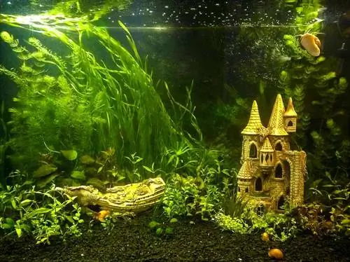 10 Pinakamahusay na Fish Tank Castle Dekorasyon noong 2023 – Mga Review & Mga Nangungunang Pinili