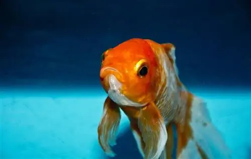 ntxim hlub goldfish nyob rau hauv lub tank