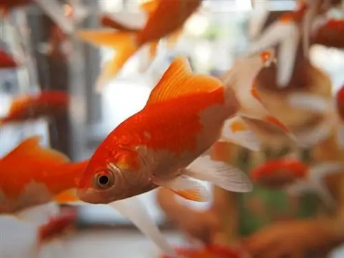 comet goldfish