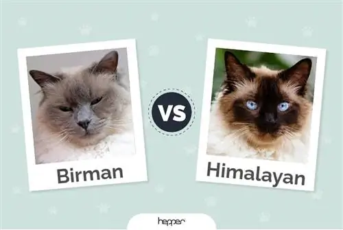 Birman Pişiyi və Himalay Pişiyi: Şəkillər, Fərqlər & Nə Seçməli