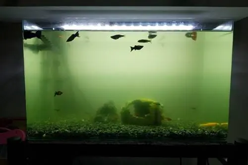 schmutziges Aquarium