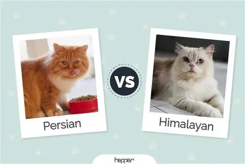 Gatto persiano vs gatto himalayano: differenze chiave (con immagini)