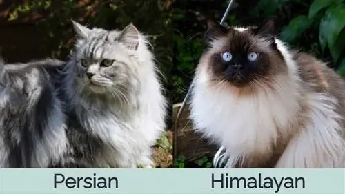 Gato Persa vs Gato do Himalaia