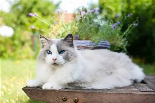 ragdoll-kat die in de zomer ontspannen in de tuin ligt