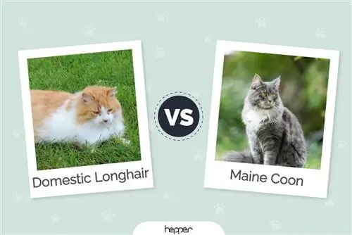 Domaća dugodlaka mačka vs Maine Coon: ključne razlike (sa slikama)