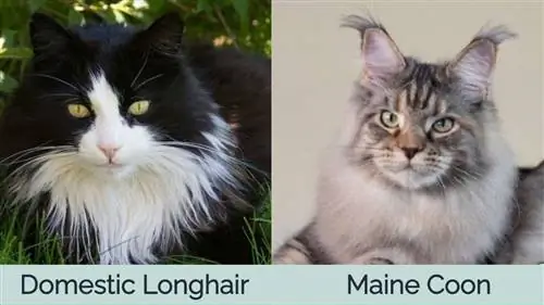 Gat domèstic de pèl llarg contra Maine Coon