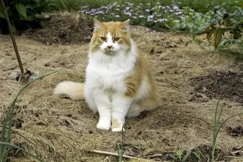 gato de pêlo comprido doméstico laranja e branco no jardim