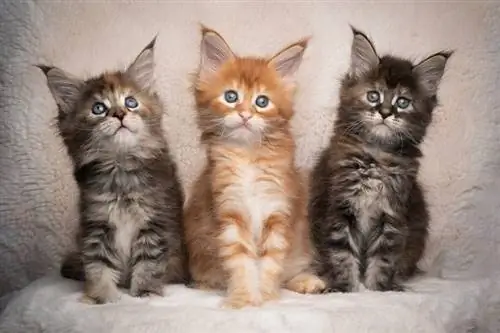 tres gatets maine coon de colors diferents