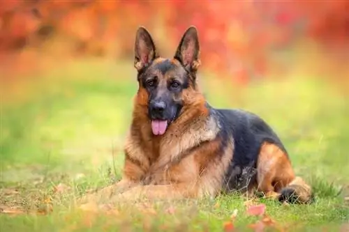 roter deutscher Schäferhund