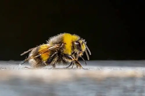 Bumble Bee