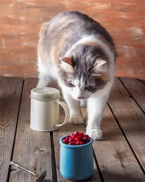 pusang malapit nang kumain ng cranberry