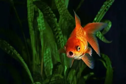 Aquarium ng goldfish