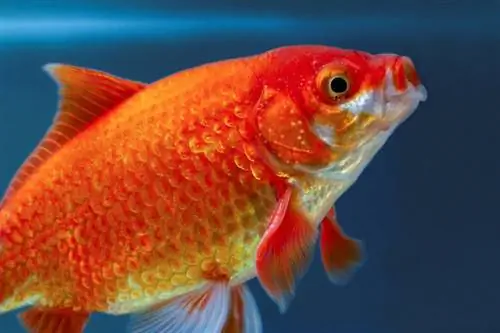 Il pesce rosso sbadiglia? Cosa hai bisogno di sapere