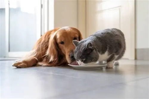 cachorro comendo comida de gato