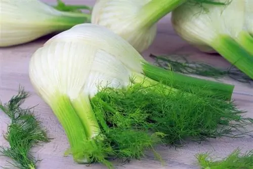 Fennel өсүмдүк